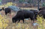 American Bison (bison Bison) Stock Photo