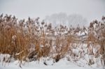 Snow And Frost On Cane On A Frozen River. Overcast Snowy Weather Stock Photo