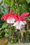 Lady's Eardrops ( Fuchsia ) Flowers Stock Photo