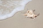 Seashell On Sand Stock Photo