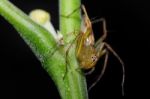 Jumping Spider Stock Photo