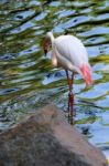 Fuengirola, Andalucia/spain - July 4 : Greater Flamingos (phoeni Stock Photo