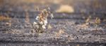 Cotton Field In Oakey Stock Photo