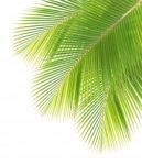 Coconut Leaf Isolated On White Background Stock Photo