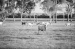 Country Cows Stock Photo