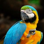 Blue And Gold Macaw Stock Photo