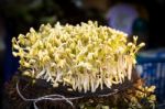 Bean Sprouts Stock Photo