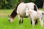 White Horse Mare And Foal In A Grass Stock Photo