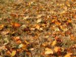 Texture Of The Autumn Foliage Of Trees  Stock Photo