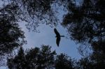 Red Kite Silhouette Stock Photo