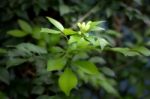 Orange Jessamine Flowers Stock Photo