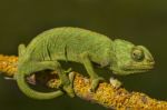 Cute Green Chameleon Stock Photo