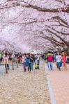 Jinhae,korea - April 4 : Jinhae Gunhangje Festival Is The Largest Cherry Blossom Festival In Korea.tourists Taking Photos Of The Beautiful Scenery Around Jinhae,korea On April 4,2015 Stock Photo