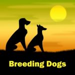 Breeding Dogs Shows Reproducing Doggy And Canines Stock Photo