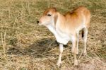 One Brown Calf Graze In The Field On The Farm Stock Photo