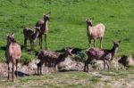 Herd Of Red Deer (cervus Elaphus) Stock Photo