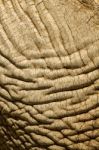 Skin Texture Of An African Elephant Stock Photo