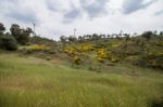 Spring Algarve Landscape Flora Stock Photo