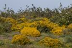 Landscape With Ulex Densus Shrubs Stock Photo