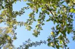 The Blooming Of Apple Trees Stock Photo