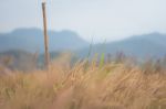 Beautiful Grass Flower Background ,selective Focus Stock Photo