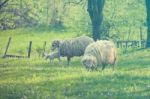 Sheep And Lamb On Green Field Stock Photo