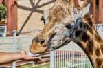 Giraffe At The Zoo Stock Photo