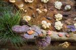 Lingzhi Mushroom Or Reishi Mushroom At Food Festival Stock Photo