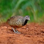 Female Barred Buttonquail Stock Photo