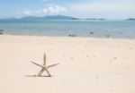 Starfish Standing On The Beach Stock Photo