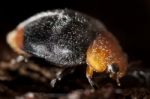 Mealybug Destroyer Stock Photo