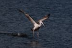 Spot Billed Pelican Stock Photo