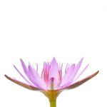 Purple Water Lily Isolated Stock Photo