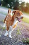 Portrait Of A Cute Brown Dog Stock Photo