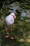 Fuengirola, Andalucia/spain - July 4 : Greater Flamingos (phoeni Stock Photo