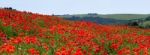 Field Of Poppies In Sussex Stock Photo