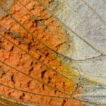 Butterfly Wing Stock Photo