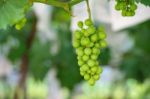 Young Green Grapes Stock Photo