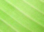 Detail Of Green Leaf Texture Background Stock Photo