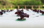 Lettuce Vegetables Is Planted In A Garden Stock Photo