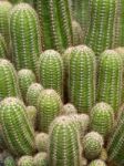 Cactus Close-up Stock Photo