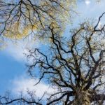 Spring Sunshine Filtering Through The Trees Stock Photo