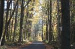 Autumn Bucks County, Pa Foliage-road With Sun Shining Through Yellow Leaves Of Trees In Woods And Boulders Stock Photo