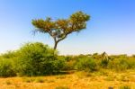 Landscape In Botswana Stock Photo