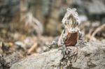 Water Dragon Outside During The Day Stock Photo