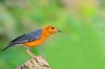 Orange-headed Thrush Bird Stock Photo