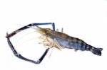 Giant Freshwater Prawn Stock Photo