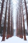 Nami Island In Korea,row Of Pine Trees In Winter Stock Photo