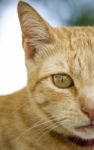 Yellow Domestic Cat Resting On A Wall Stock Photo