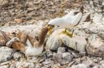 Nazca Booby In Galapagos Stock Photo